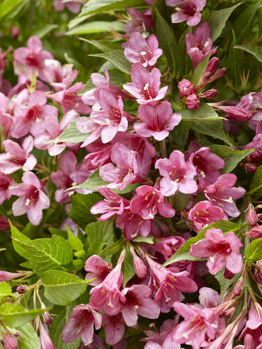 Hauptbild des Artikels "Weigelie Picobella Rosa, PBR" aus der Kategorie "Ziergehlze"