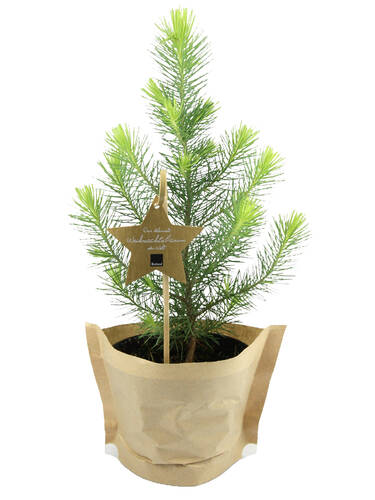 Weihnachtsbumchen Pinus