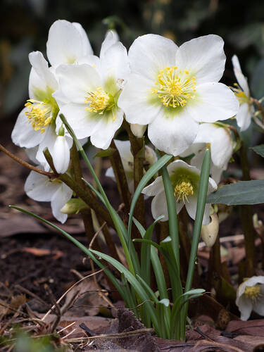 Hauptbild des Artikels "Weihnachtsrose Mont Blanc  Helleborus niger" aus der Kategorie "Pflanzen"
