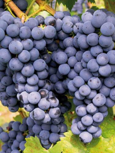 Hauptbild des Artikels "Weinrebe Kodrianka"