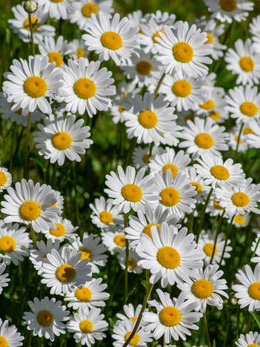 Hauptbild des Artikels "Wiesen-Margerite"