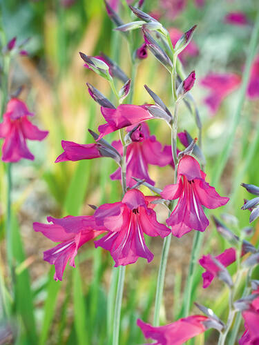 Wilde Gladiole