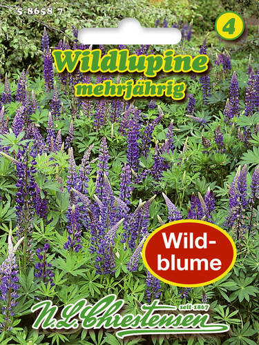 Wildlupine