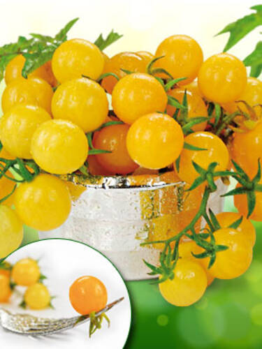 Tomatensamen - Wildtomate Golden Currant