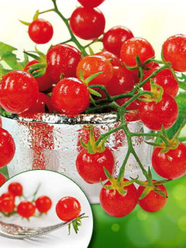 Tomatensamen - Wildtomate Rote Murmel