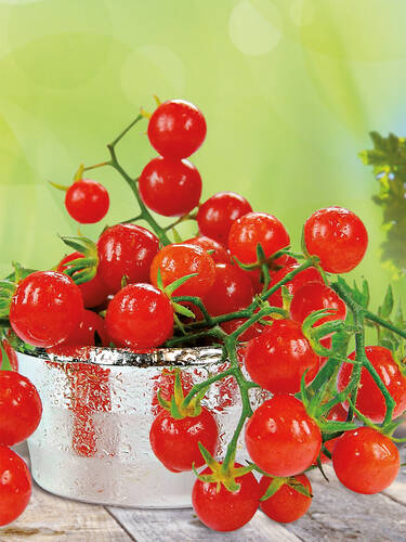 Hauptbild des Artikels "Wildtomate Rote Murmel (unveredelt)" (Bildbeschreibung ist in Arbeit)