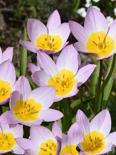 Blumenzwiebeln - Wildtulpe Lilac Wonder