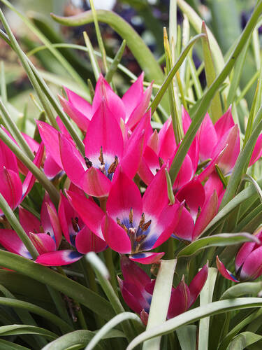 Wildtulpe Little Beauty (Tulipa humilis)