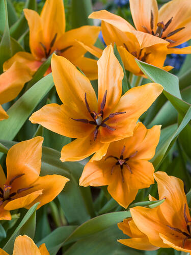 Hauptbild des Artikels "Wildtulpe Shogun" aus der Kategorie "Blumenzwiebeln"