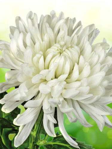 Hauptbild des Artikels "Winteraster Larry" (Bildbeschreibung ist in Arbeit)