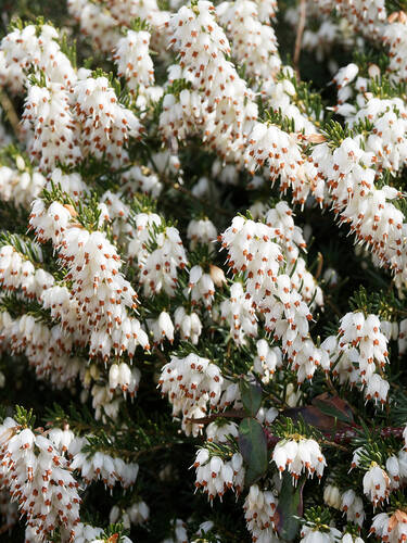 Hauptbild des Artikels "Winterblhende Heide White Perfection"