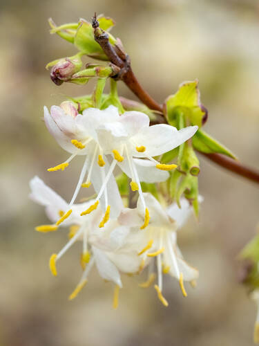 Hauptbild des Artikels "Winterduft-Heckenkirsche Winter Beauty" (Bildbeschreibung ist in Arbeit)