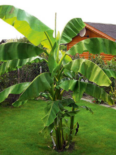 Kübelpflanze - Winterharte Banane