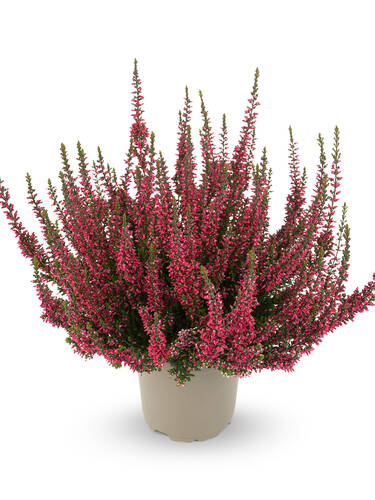 Hauptbild des Artikels "Winterharte Knospenheide Garden Girls Athene"