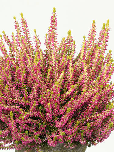 Hauptbild des Artikels "Winterharte Knospenheide Gardengirls Golden Angie" aus der Kategorie "Saisonpflanze"