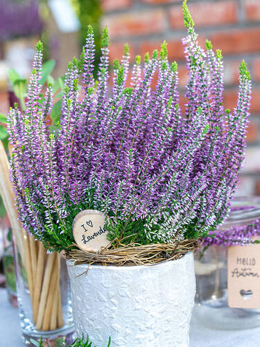 Hauptbild des Artikels "Winterharte Knospenheide Gardengirls Herbstlavendel"