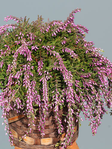 Hauptbild des Artikels "Winterharte Knospenheide Gardengirls Rasta Girls Janina" aus der Kategorie "Saisonpflanze"