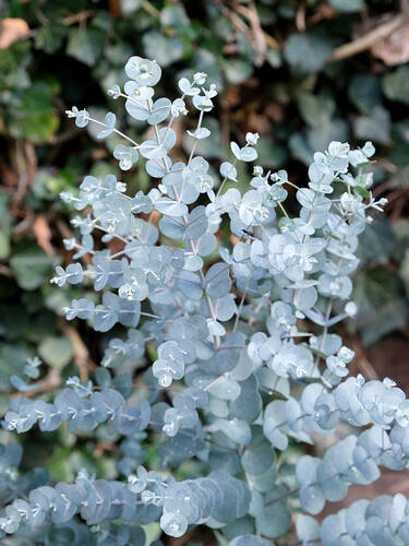 Ziergehlze - Winterharter Eukalyptus Azura, PBR