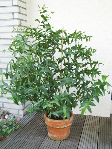 Hauptbild des Artikels "Winterharter Eukalyptus" aus der Kategorie "Kruterpflanzen"
