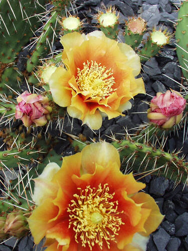 Hauptbild des Artikels "Winterharter Feigenkaktus Apricot"