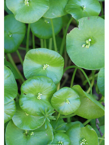 Hauptbild des Artikels "Winterportulak Winterpostelein" (Bildbeschreibung ist in Arbeit)