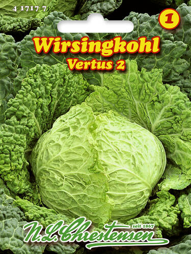 Wirsingkohl Vertus 2