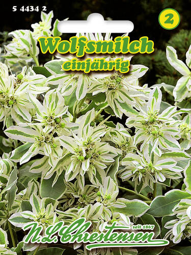 Hauptbild des Artikels "Wolfsmilch White Top" aus der Kategorie "Samen"