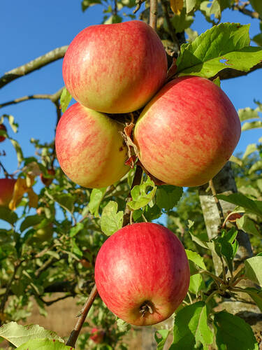 Hauptbild des Artikels "Wonder-Tree Apfel Ecolette" aus der Kategorie "Apfelbaum"
