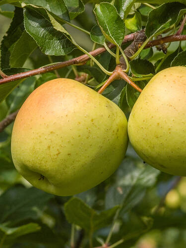 Hauptbild des Artikels "Wonder-Tree Apfel Glory of Kapelle" aus der Kategorie "Apfelbaum"