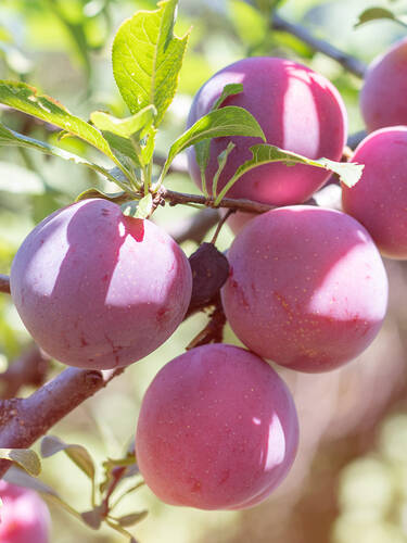 Hauptbild des Artikels "Wonder-Tree Pflaume Opal" aus der Kategorie "Obstbaum"