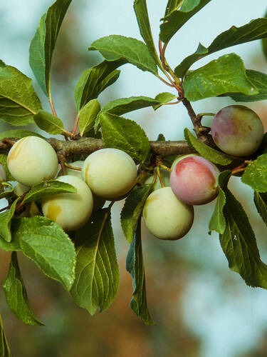 Hauptbild des Artikels "Wonder-Tree Reneklode Oullins"