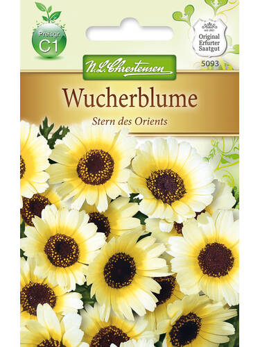 Hauptbild des Artikels "Wucherblume Stern des Orients"