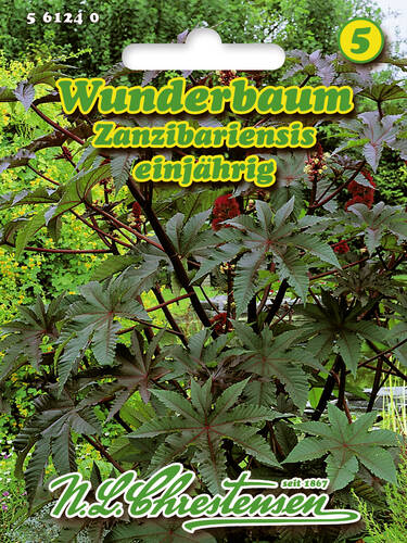 Hauptbild des Artikels "Wunderbaum Zanzibariensis" aus der Kategorie "Samen"