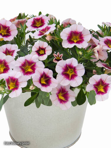 Hauptbild des Artikels "Zauberglckchen Calita Compact Pink Red Eye" (Bildbeschreibung ist in Arbeit)