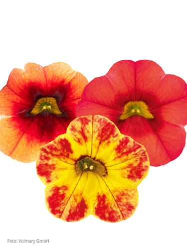 Hauptbild des Artikels "Zauberglckchen Calita Compact Trio"