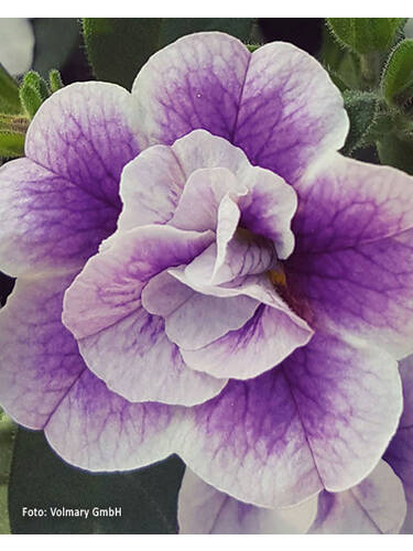 Hauptbild des Artikels "Zauberglckchen Calita Double Blue Bicolor" aus der Kategorie "Blumen Jungpflanzen"