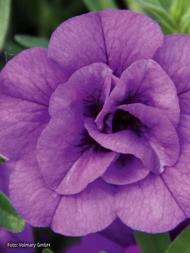 Hauptbild des Artikels "Zauberglckchen Calita Double Blue"