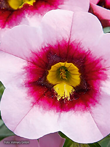 Hauptbild des Artikels "Zauberglckchen Calita Pink Morn" aus der Kategorie "Blumen Jungpflanzen"