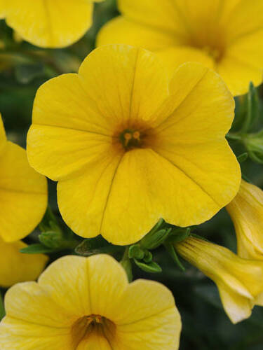 Hauptbild des Artikels "Zauberglckchen Kabloom Yellow, F1"