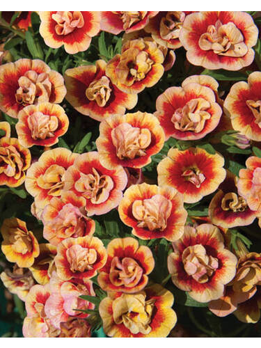 Hauptbild des Artikels "Zauberglckchen MiniFamous Neo Double Orange" aus der Kategorie "Blumen Jungpflanzen"