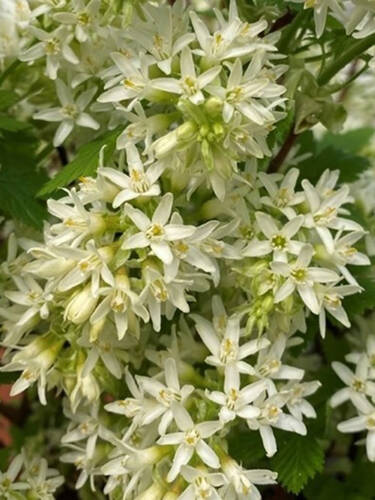 Hauptbild des Artikels "Zierjohannisbeere Oregon Snowflake"