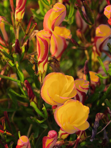 Blumenzwiebeln - Zierklee Golden Cape