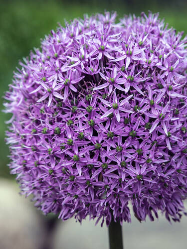 Hauptbild des Artikels "Zierlauch Gladiator" (Bildbeschreibung ist in Arbeit)