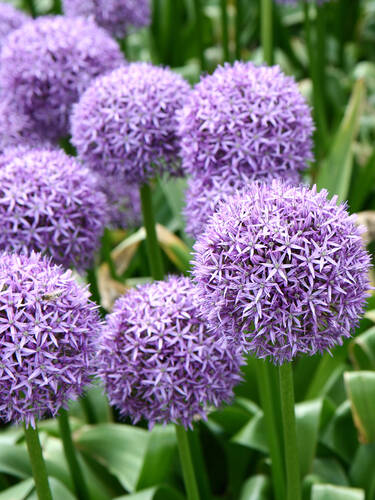 Hauptbild des Artikels "Zierlauch Party Balloon" (Bildbeschreibung ist in Arbeit)