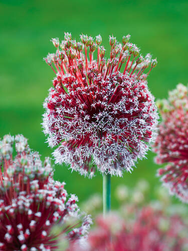Hauptbild des Artikels "Zierlauch Red Mohican"