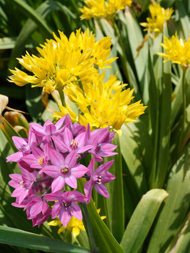 Hauptbild des Artikels "Zierlauch Small Mixed" aus der Kategorie "Blumenzwiebeln"
