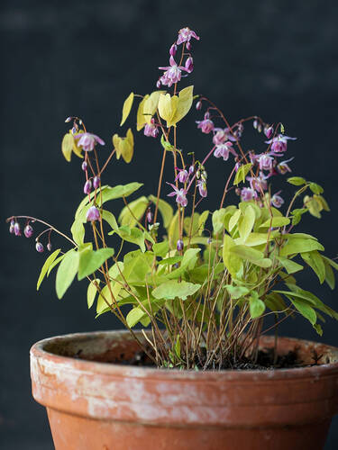 Hauptbild des Artikels "Zierliche Elfenblume Roseum" aus der Kategorie "Pflanzen"