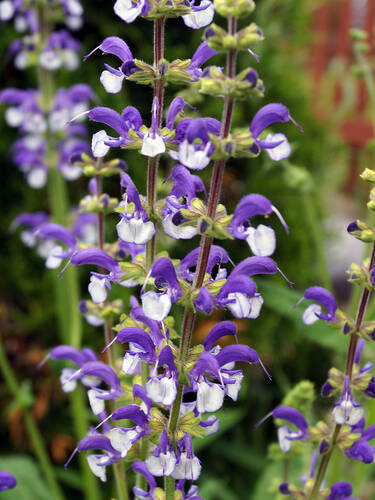 Hauptbild des Artikels "Ziersalbei Color Spires� Azure Snow" (Bildbeschreibung ist in Arbeit)