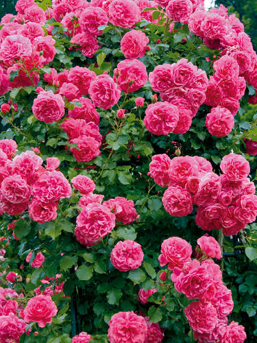Hauptbild des Artikels "Zierstrauch-/Kletterrose Rosarium Uetersen"