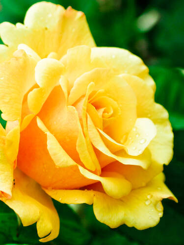 Hauptbild des Artikels "Zierstrauchrose Postillion"
